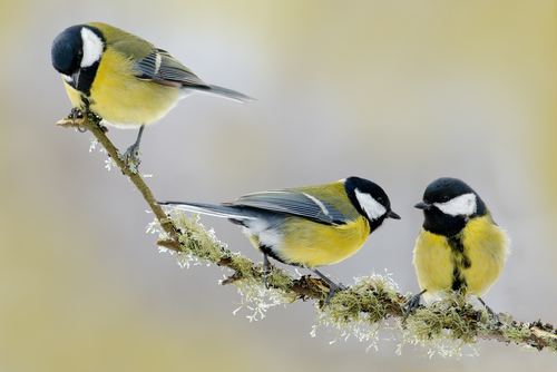 Garden Bird Food